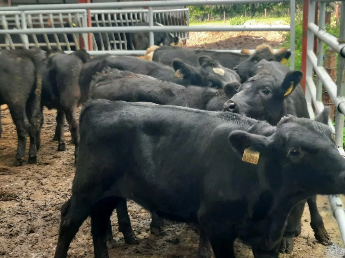 20 smashing Angus heifers for sale - Image 1
