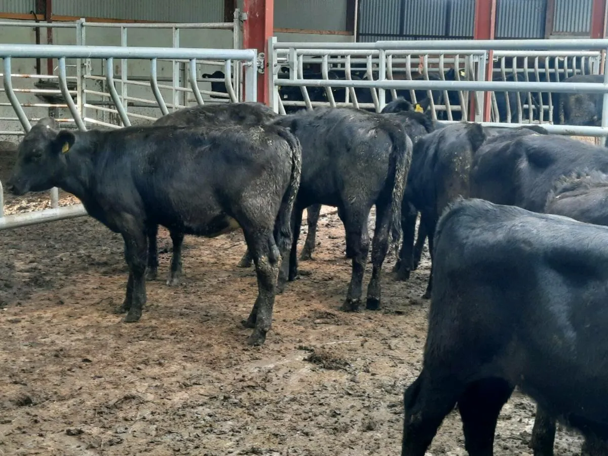 20 smashing Angus heifers for sale - Image 3