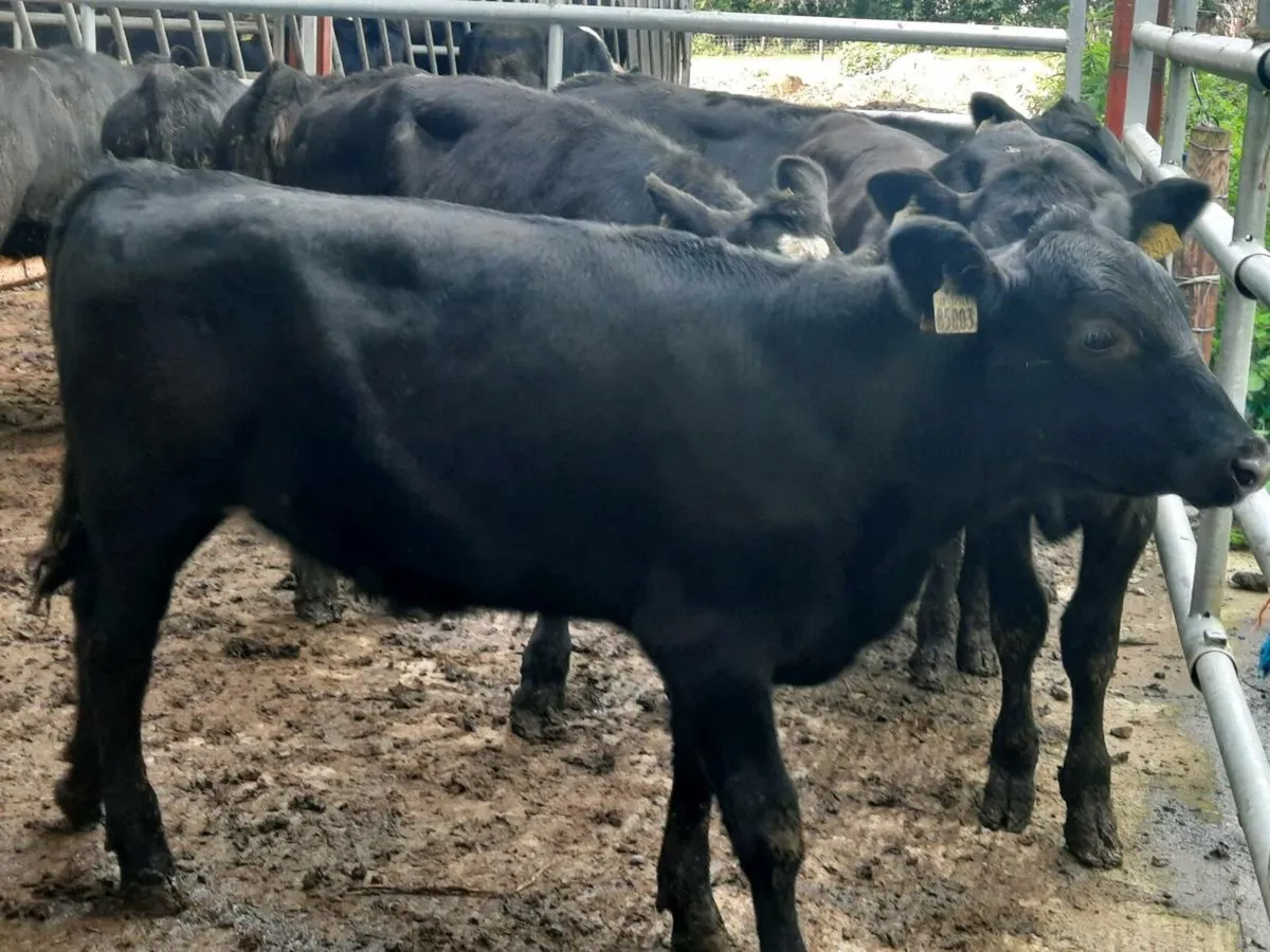 20 smashing Angus heifers for sale - Image 4