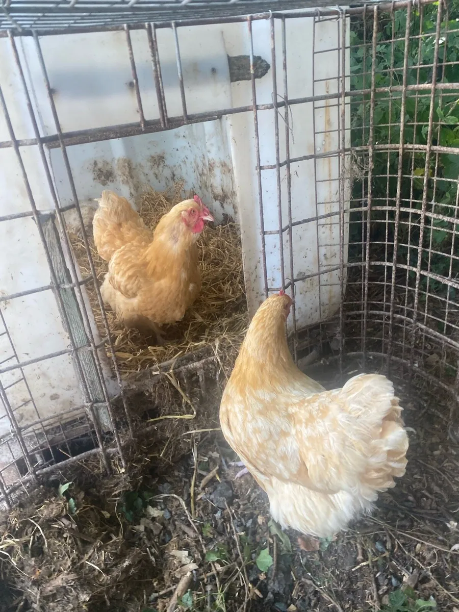 Brama hens - Image 1
