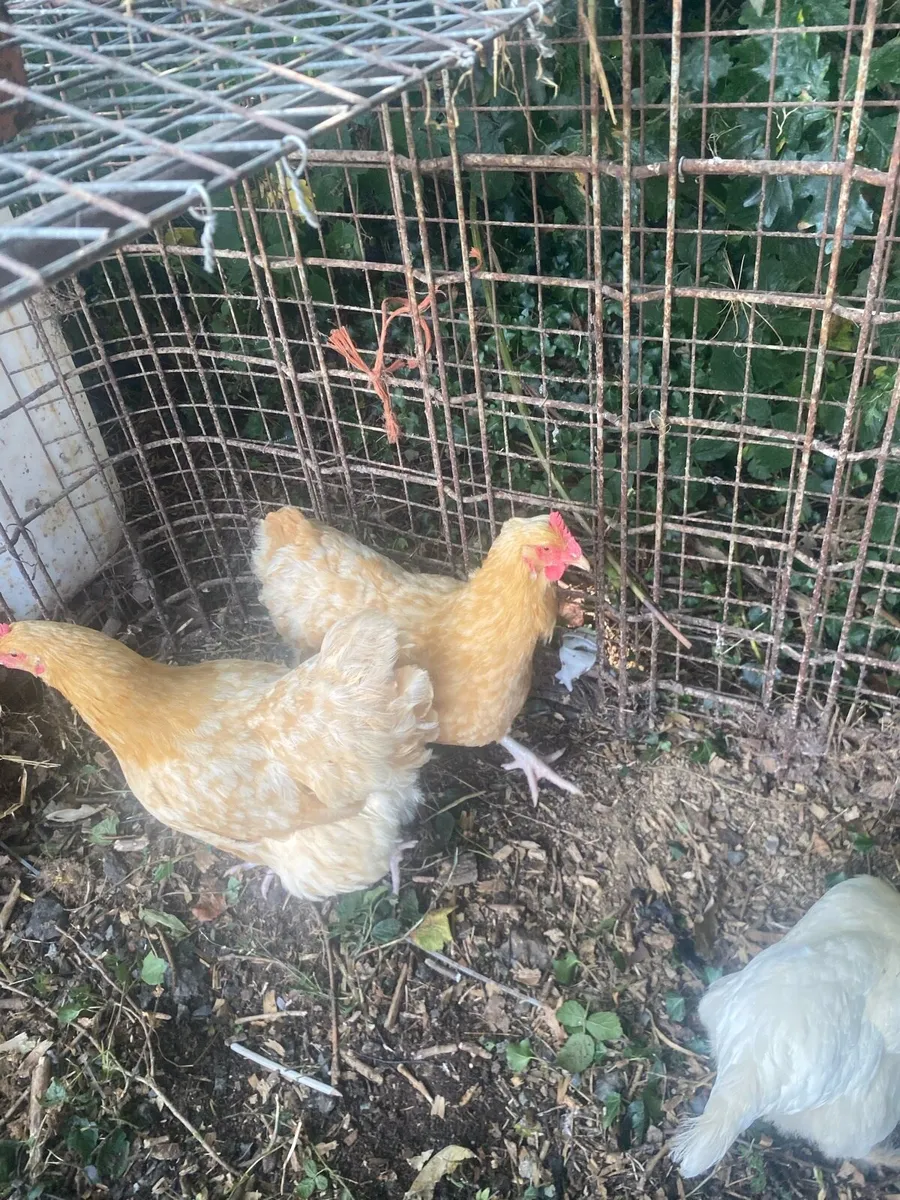 Brama hens - Image 2