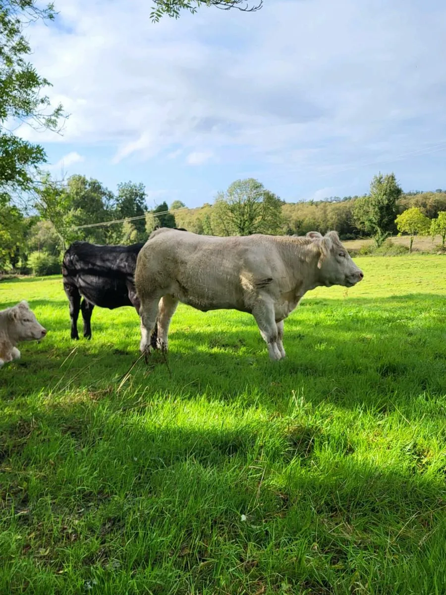 Elphin 2moro morning  pb.heifer - Image 2