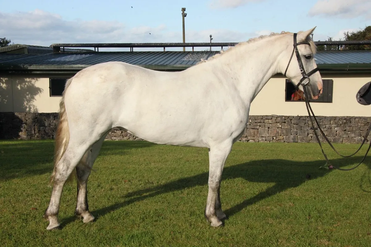 ☘️ 15hh 5yo Connemara mare ☘️ - Image 1
