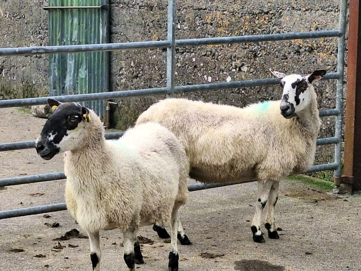 Ewes - Image 2