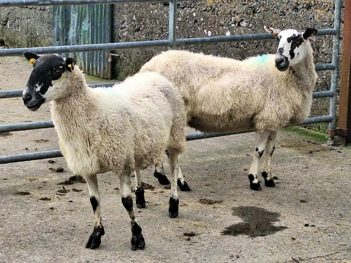 Ewes - Image 3