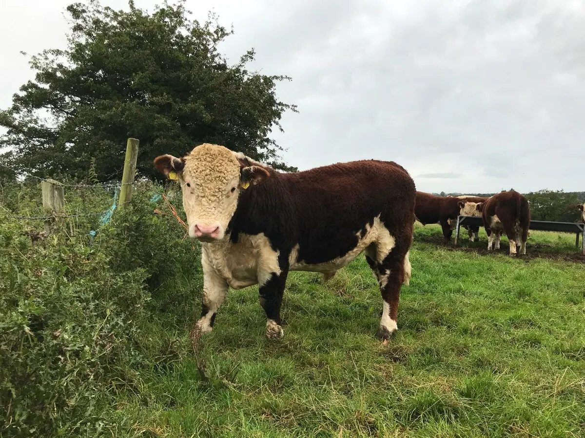 Hereford bull