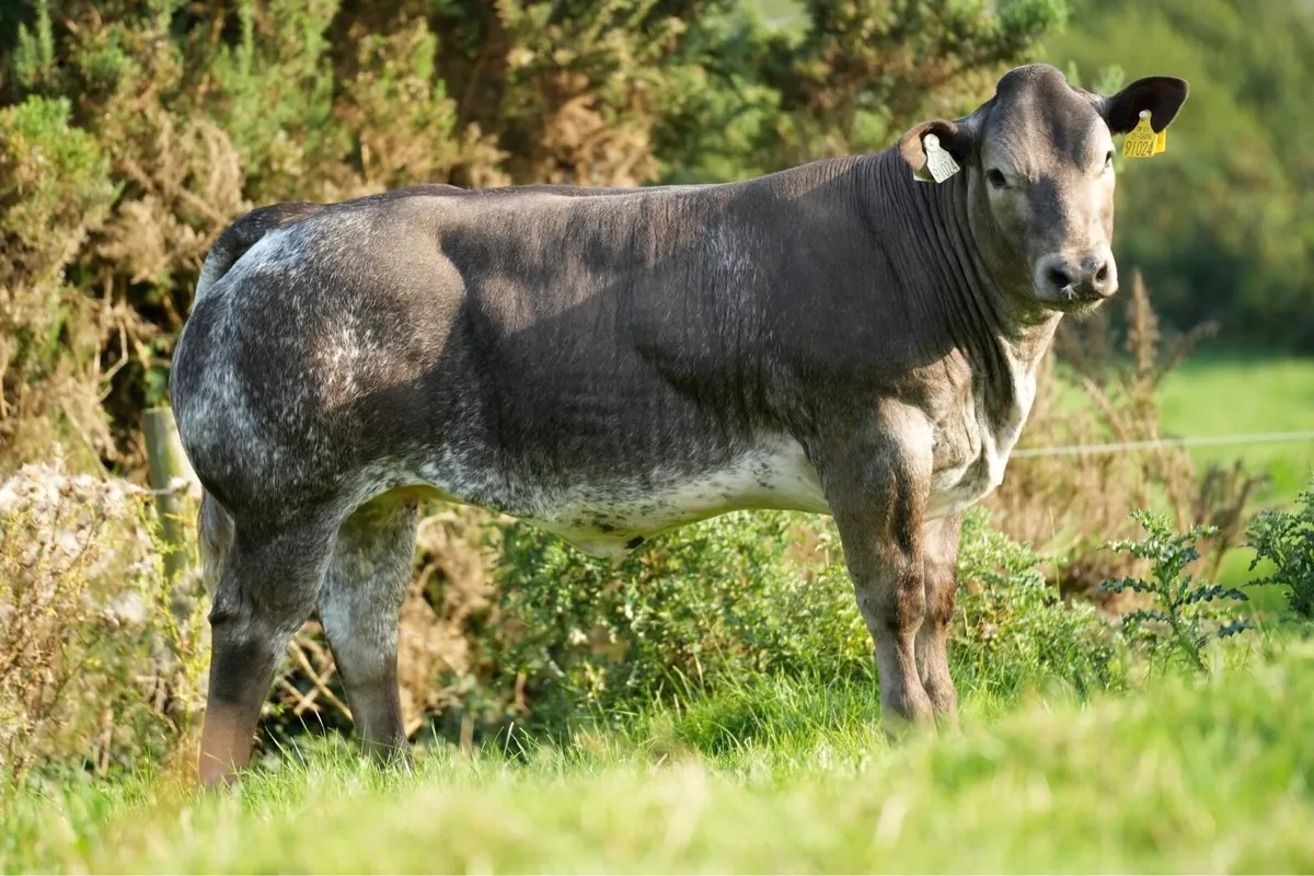 Heifers for Gort Sep 18th - Image 1