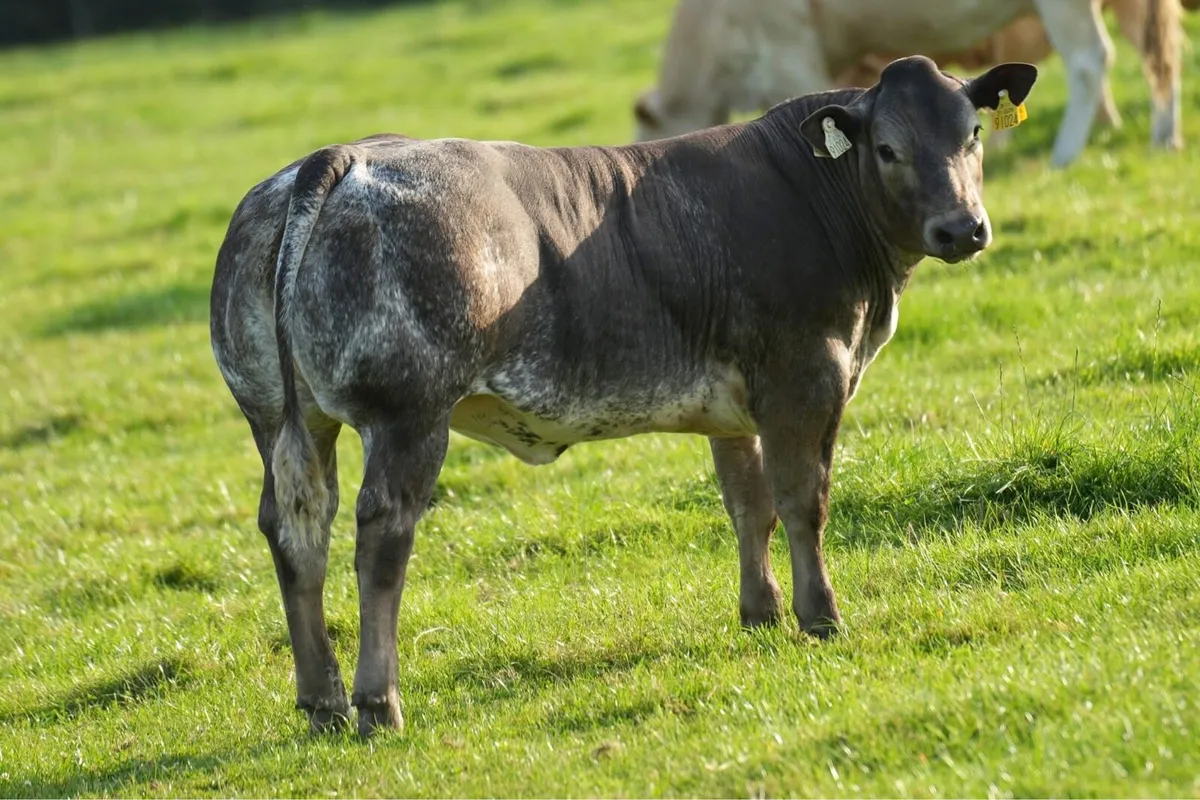 Heifers for Gort Sep 18th - Image 2