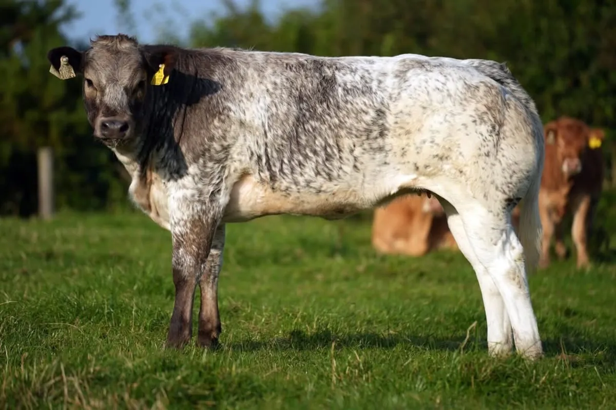 Heifers for Gort Sep 18th - Image 3
