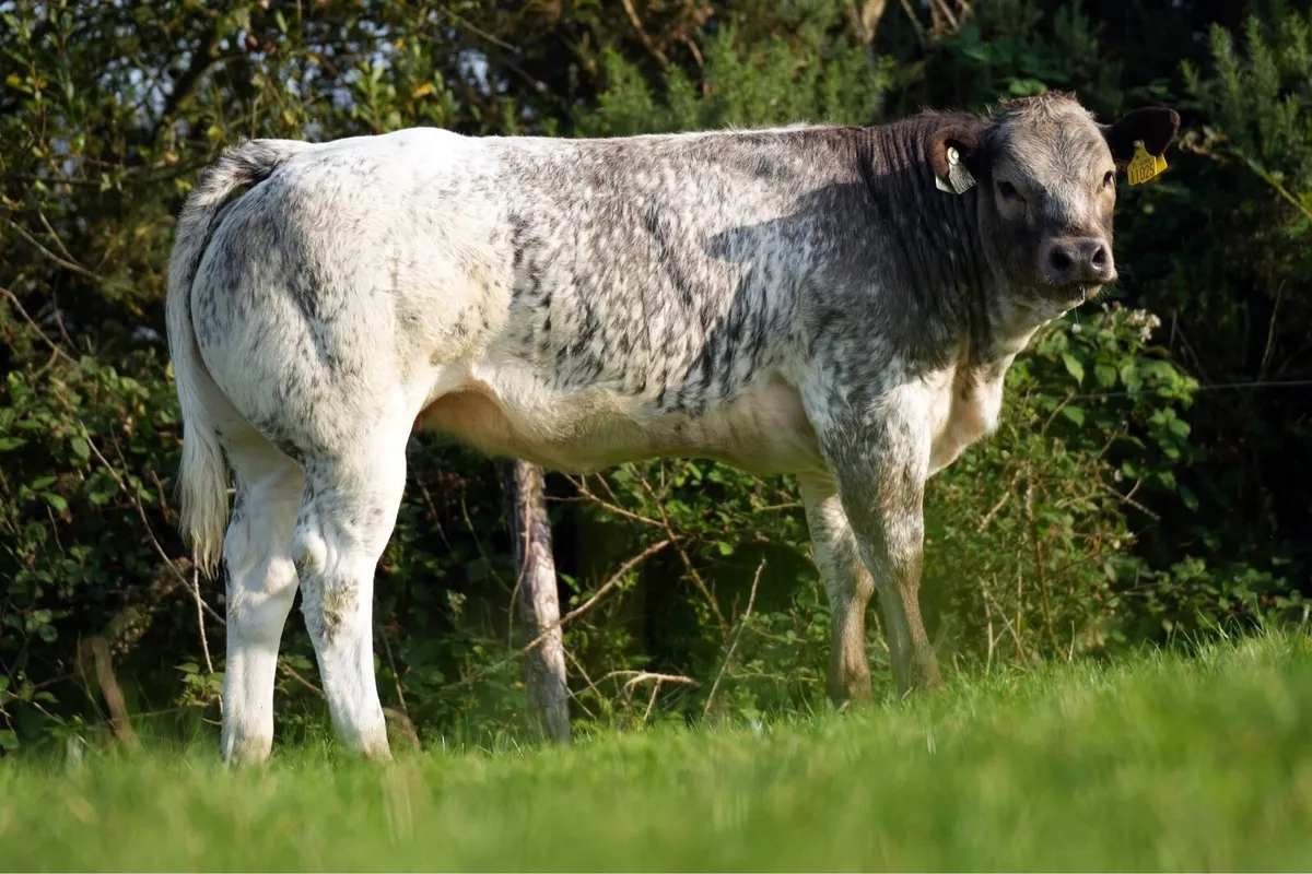 Heifers for Gort Sep 18th - Image 4