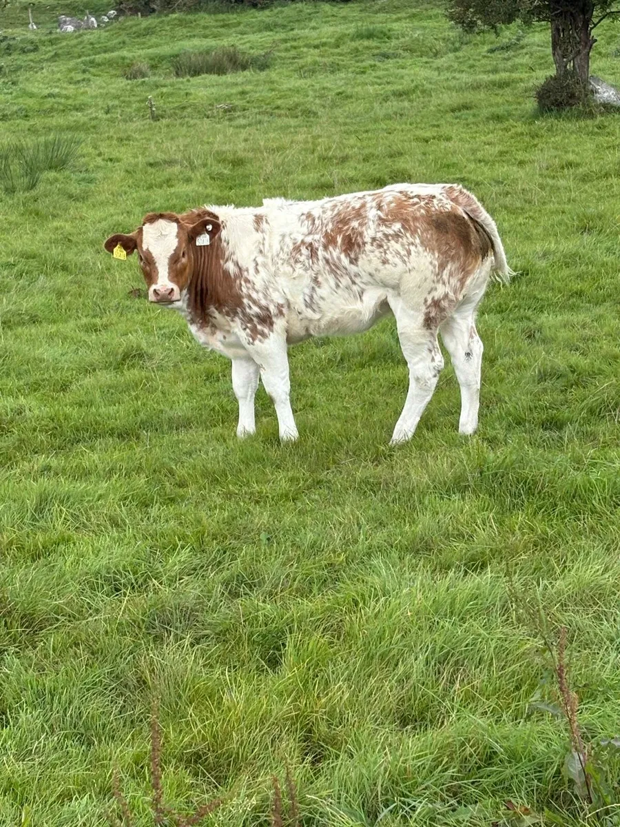 HEIFERS FOR LOUGHREA MART THIS FRIDAY - Image 1