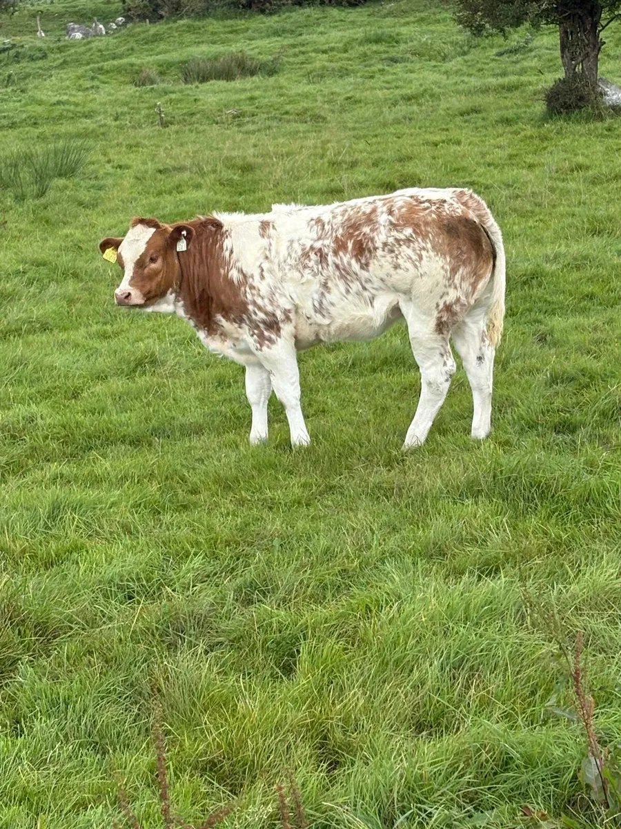 HEIFERS FOR LOUGHREA MART THIS FRIDAY - Image 3