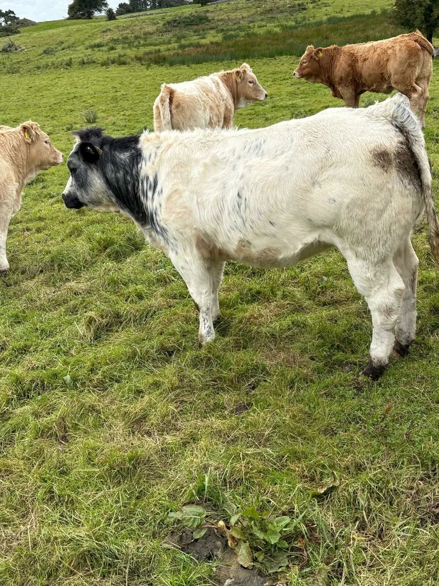 HEIFERS FOR LOUGHREA MART THIS FRIDAY - Image 4