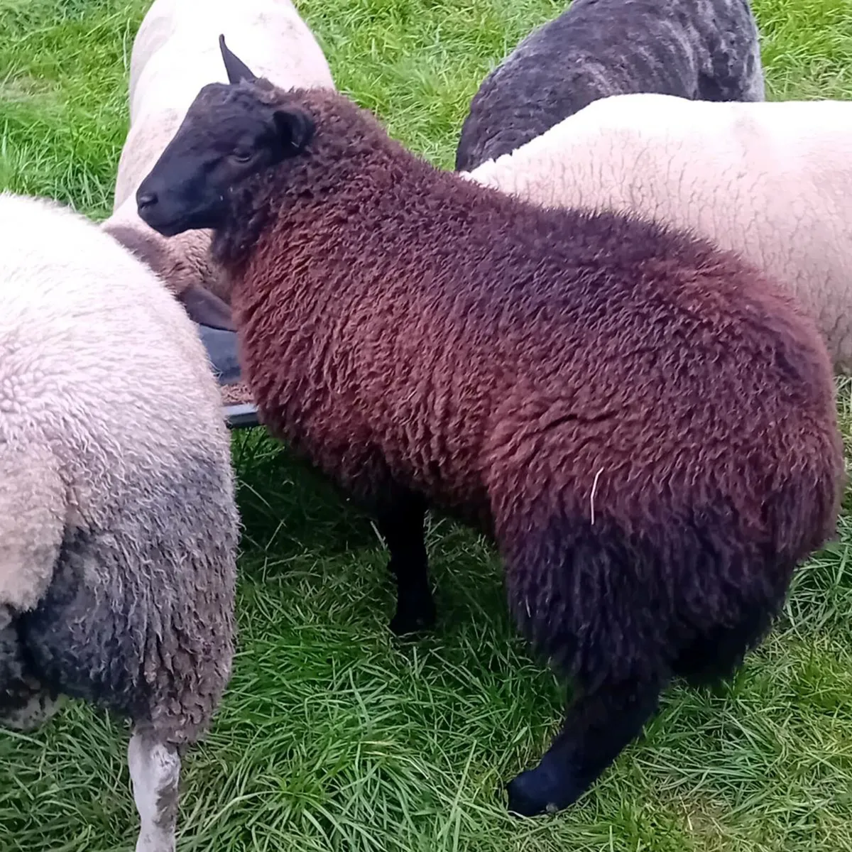 Ram lamb - Image 1