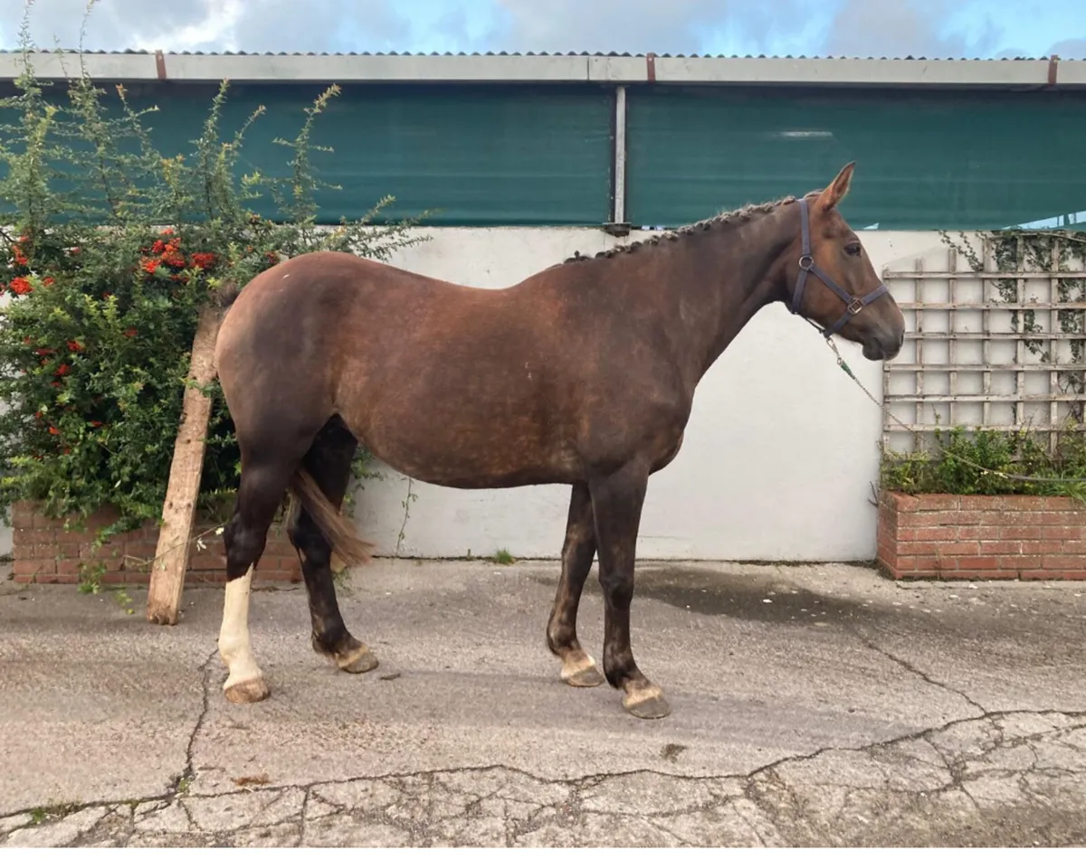 Class 1 Irish draught mare - Image 1