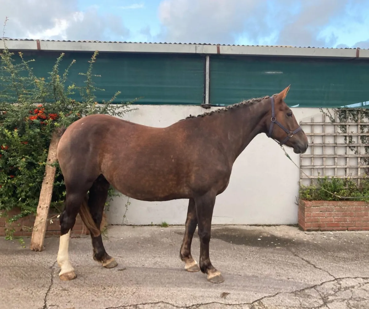 Class 1 Irish draught mare - Image 2