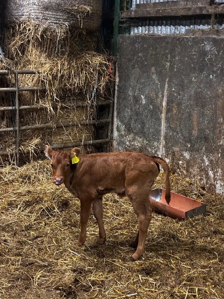 Beef Heifer Calf - Image 1