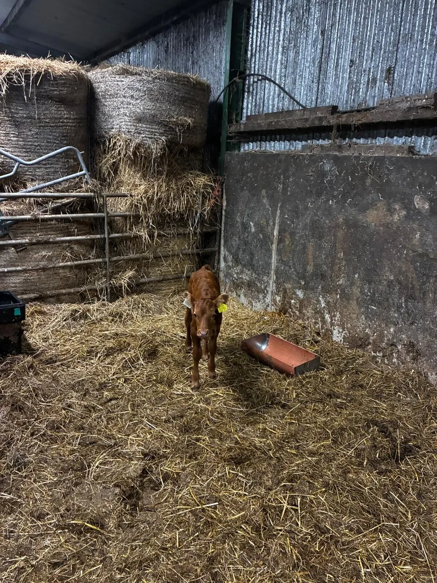 Beef Heifer Calf - Image 2