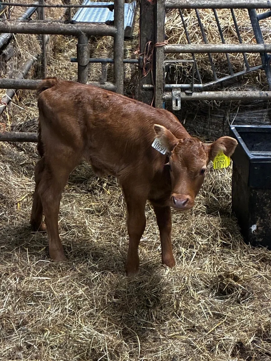 Beef Heifer Calf - Image 3