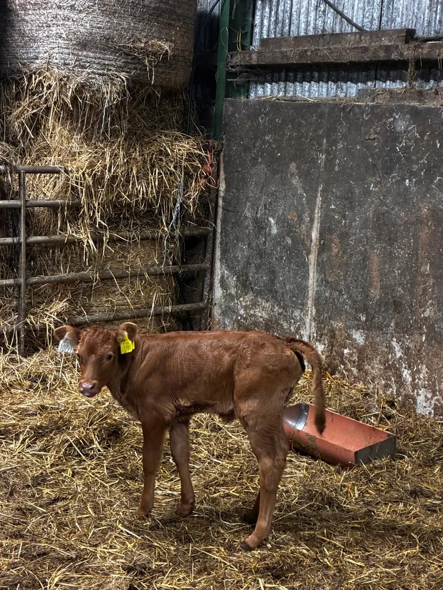 Beef Heifer Calf - Image 4