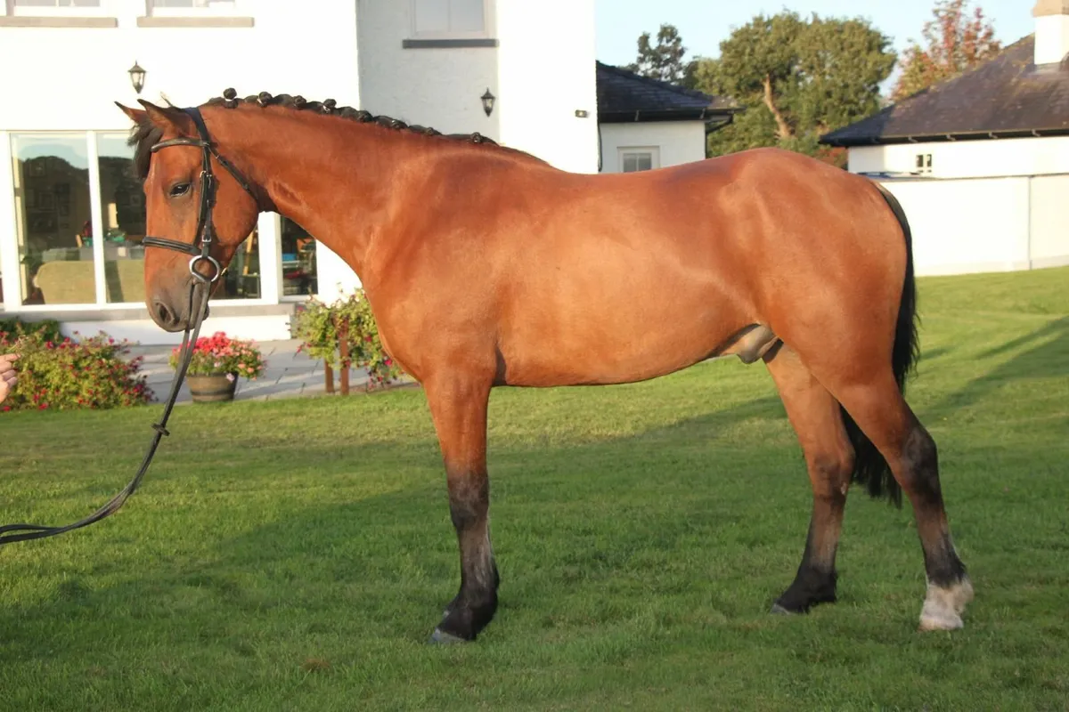 ☘️ 15hh 4yo Connemara gelding ☘️ - Image 1