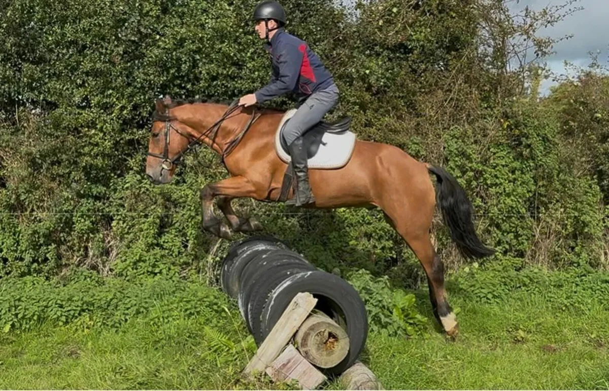 ☘️ 15hh 4yo Connemara gelding ☘️ - Image 3