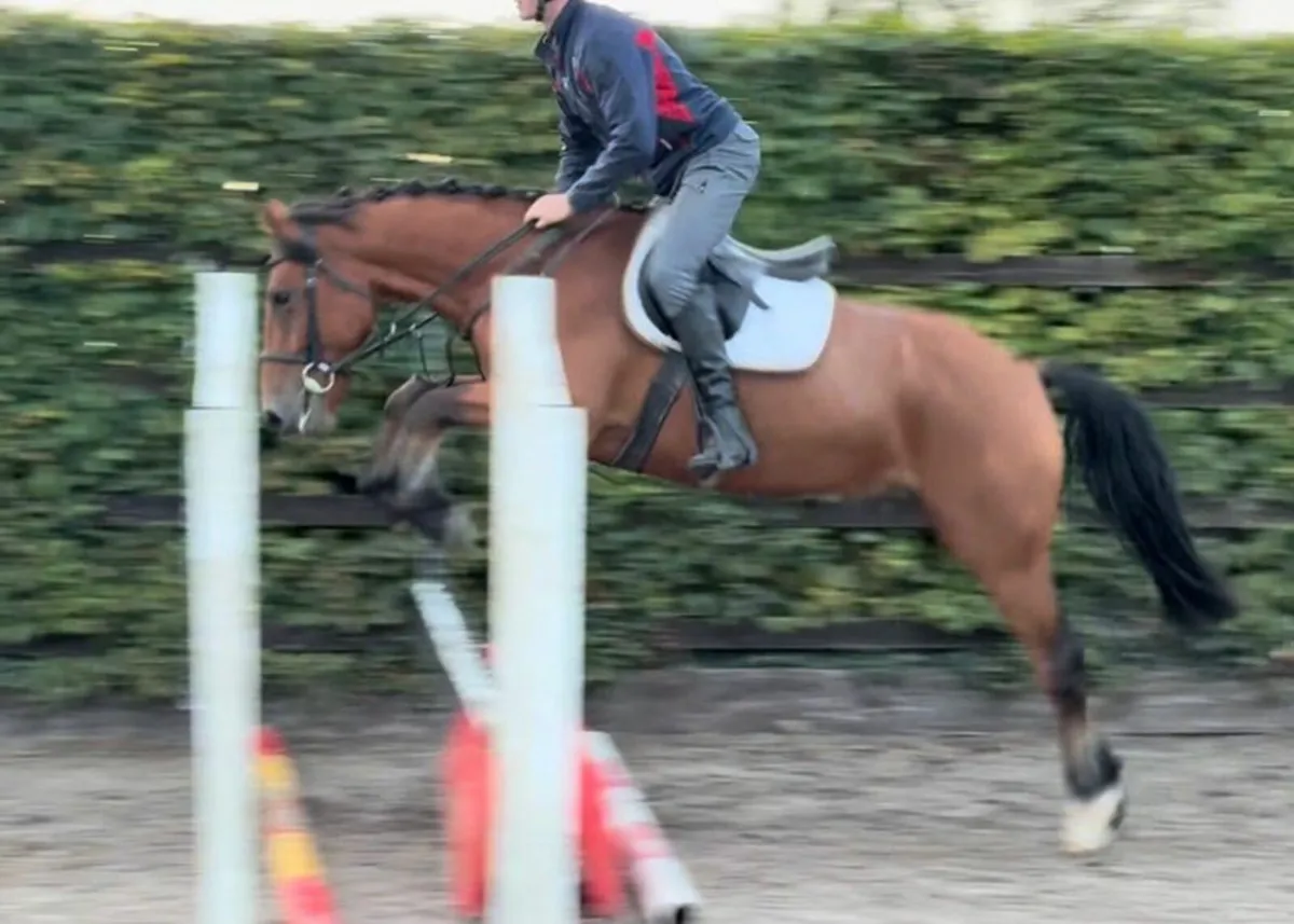 ☘️ 15hh 4yo Connemara gelding ☘️ - Image 4