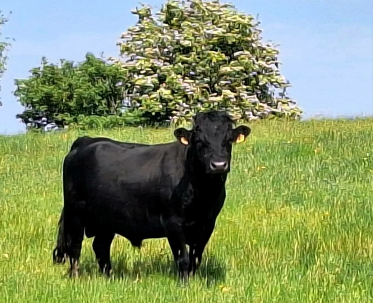 PUREBRED DEXTER BULL going to UFM 18th Sept