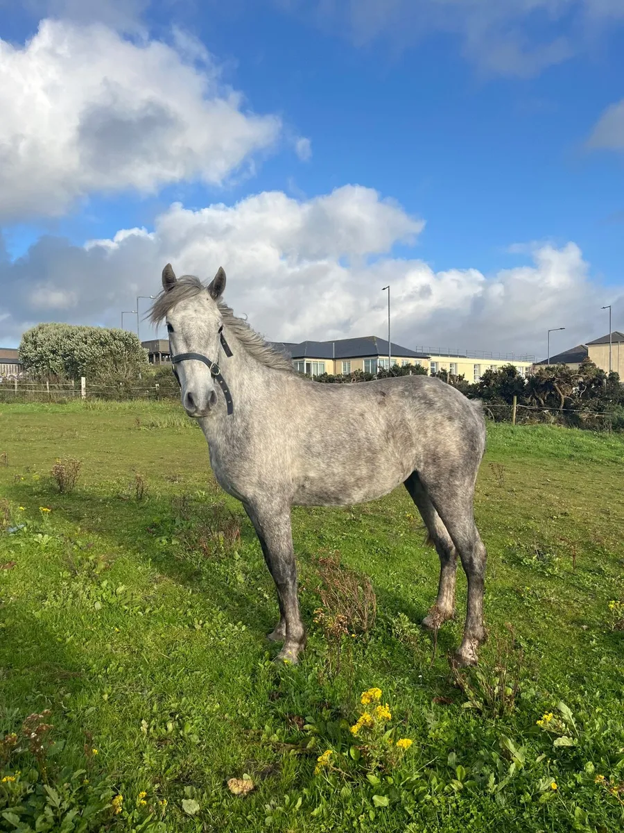 Connemara mare - Image 2