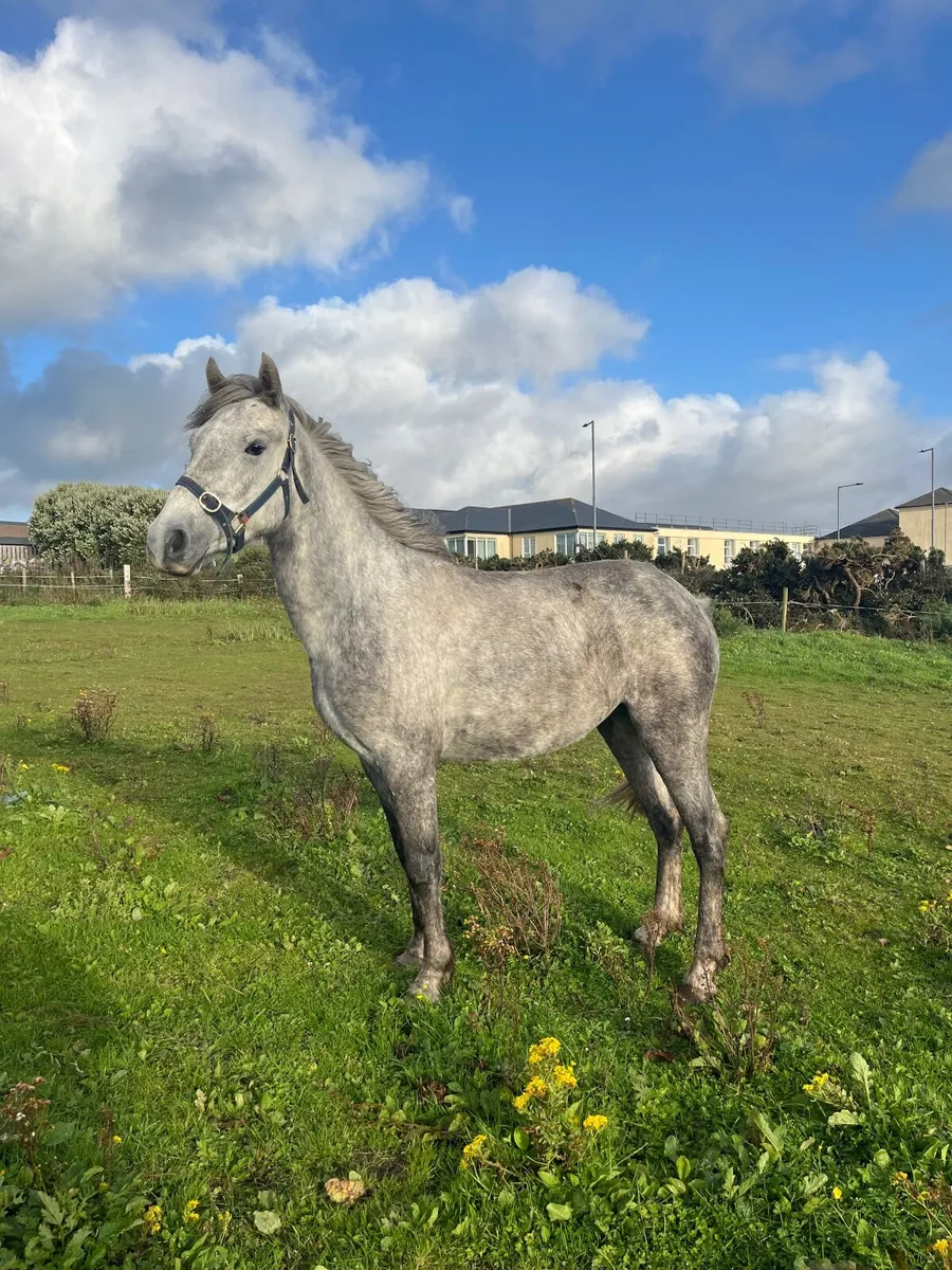 Connemara mare - Image 1