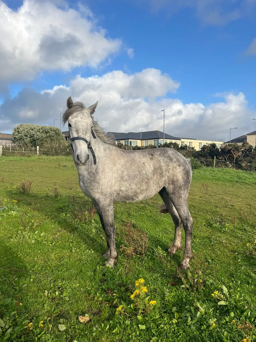 Connemara mare - Image 3