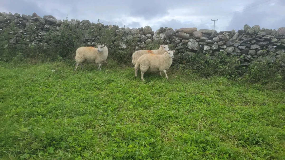Ewe Lambs Organic - Image 1
