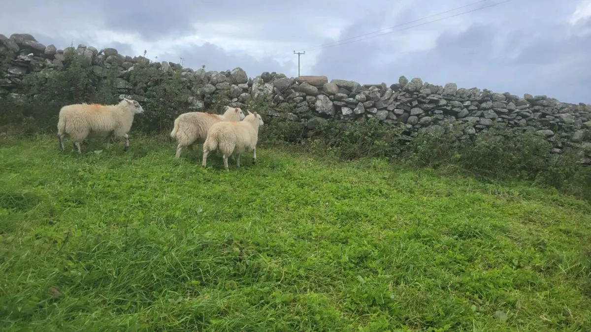 Ewe Lambs Organic - Image 4