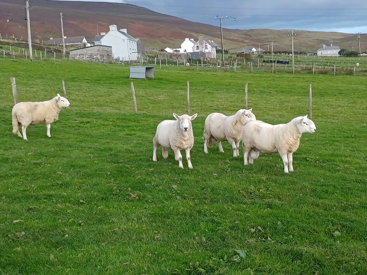Cheviot hogget rams - Image 1