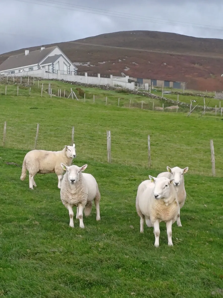 Cheviot hogget rams - Image 2