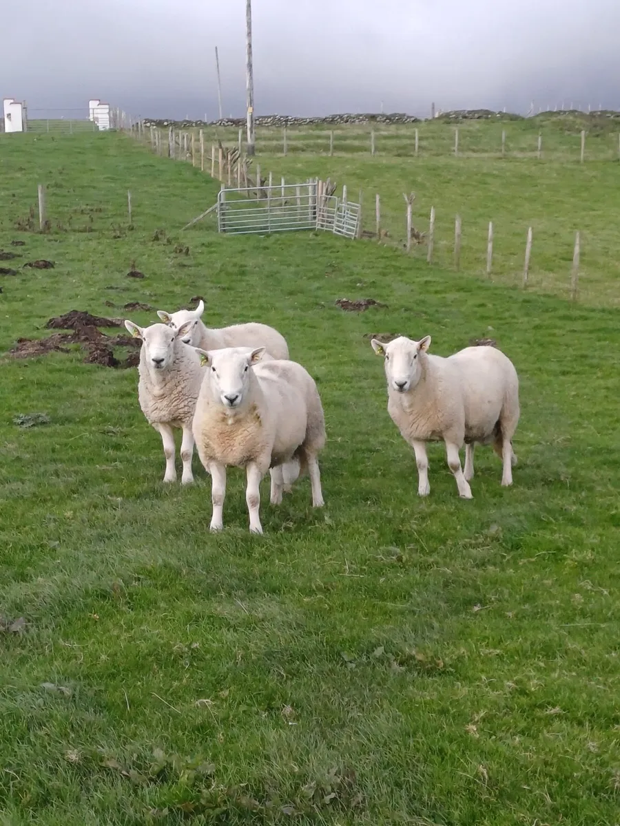 Cheviot hogget rams - Image 3