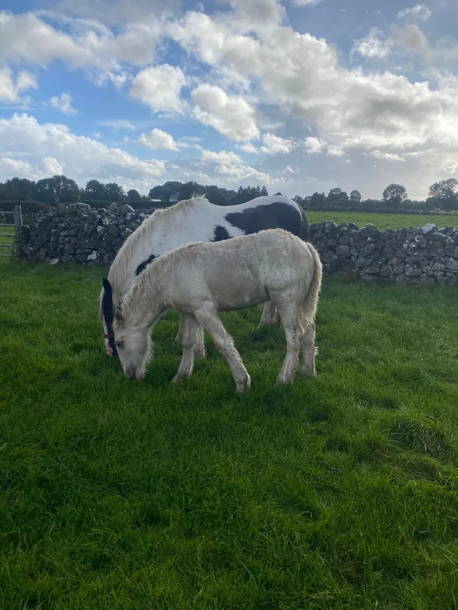 Irish Cob Foals for sale - Image 2