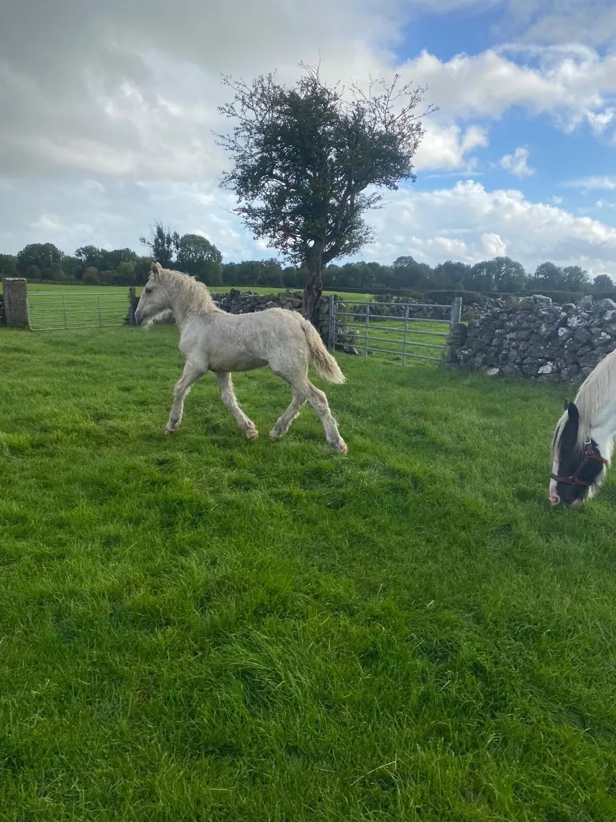 Irish Cob Foals for sale - Image 3