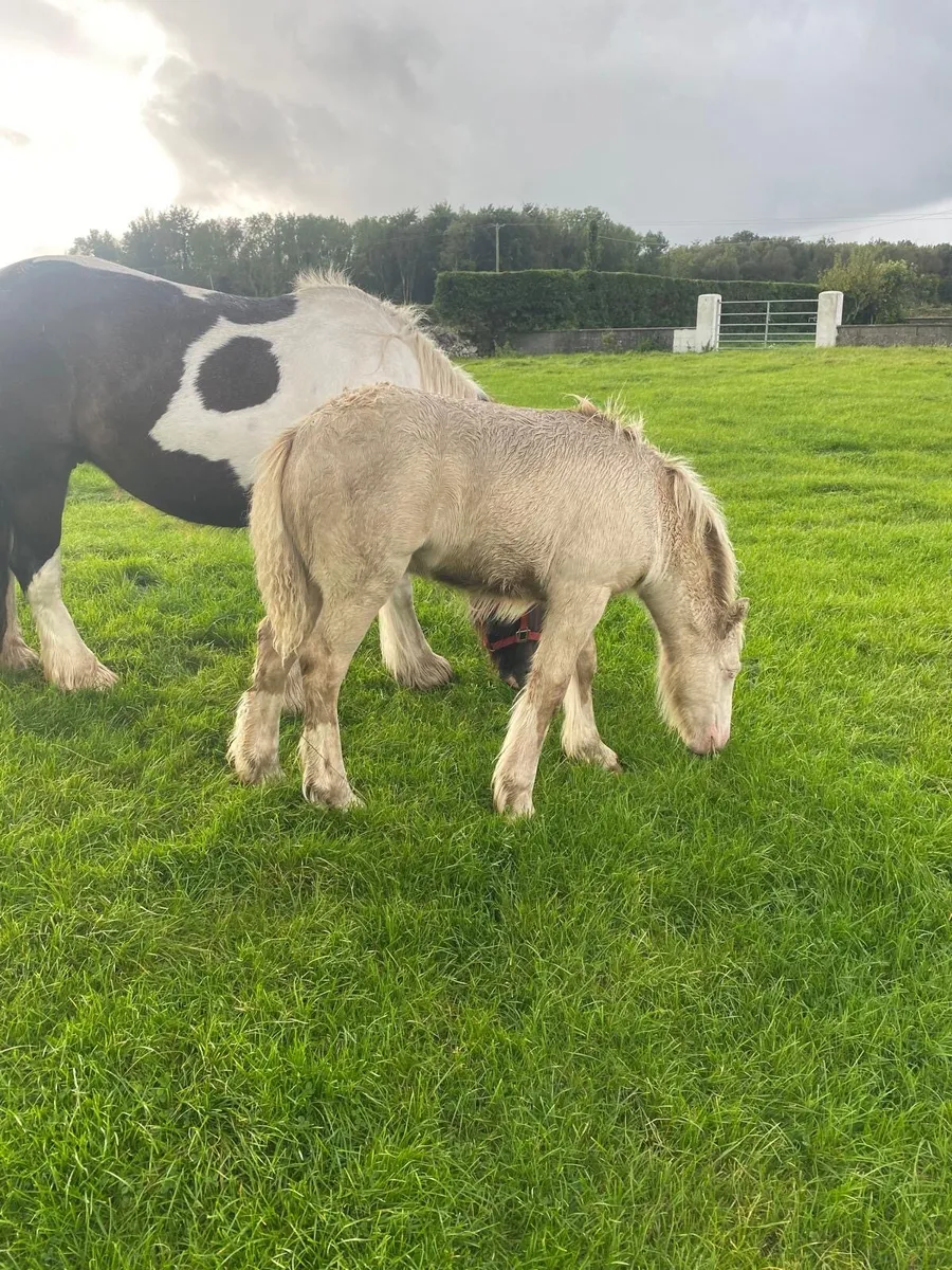 Irish Cob Foals for sale - Image 4