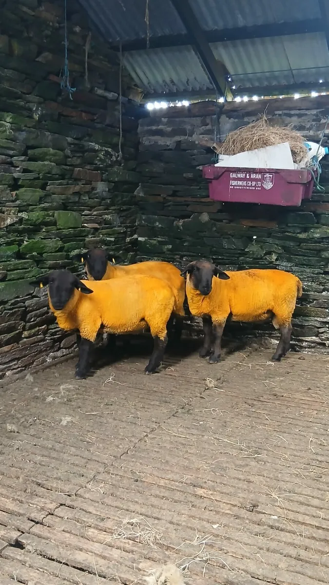 Suffolk ram - Image 1