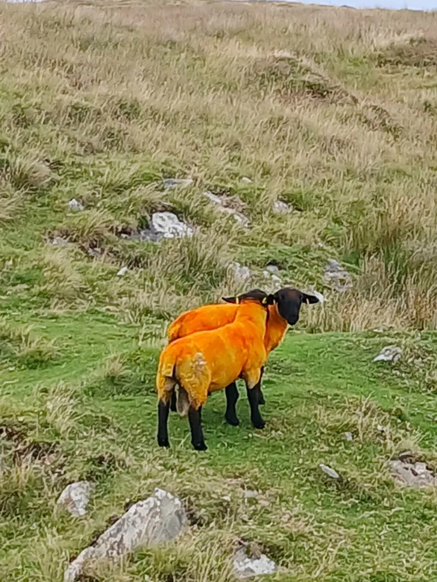 Suffolk ram - Image 2
