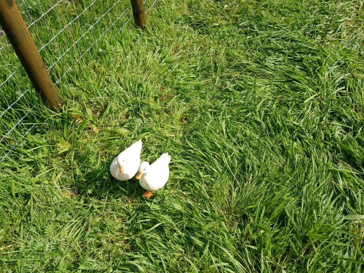 Cluck cluck - Image 1
