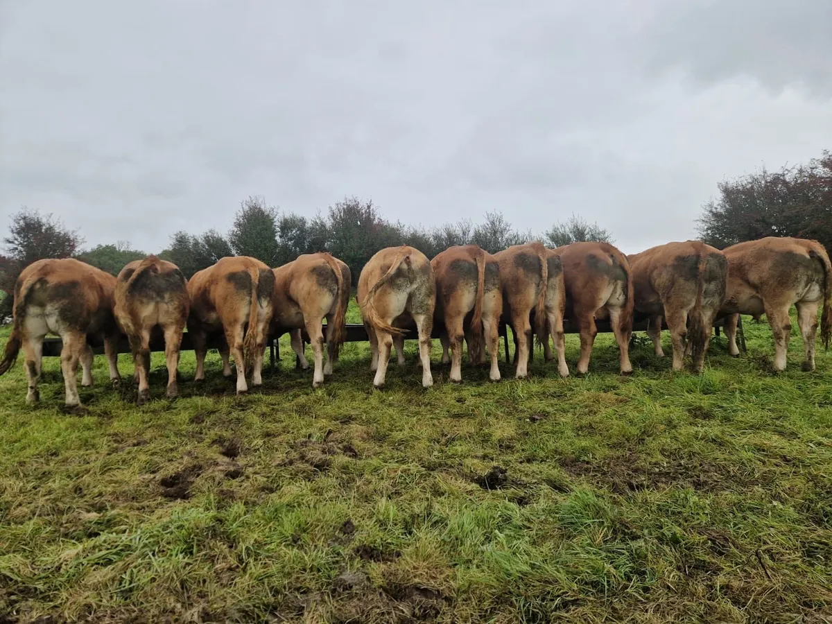 10 1.5 yr old limestone bullocks - Image 1