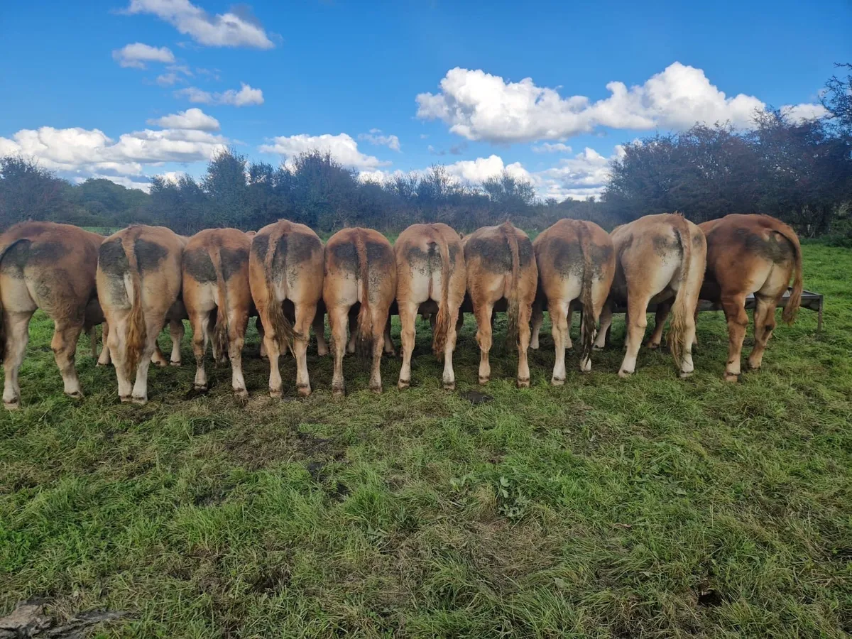 10 1.5 yr old limestone bullocks - Image 2