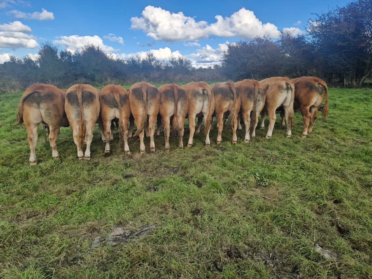 10 1.5 yr old limestone bullocks - Image 3