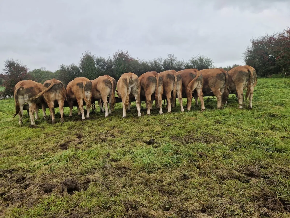 10 1.5 yr old limestone bullocks - Image 4