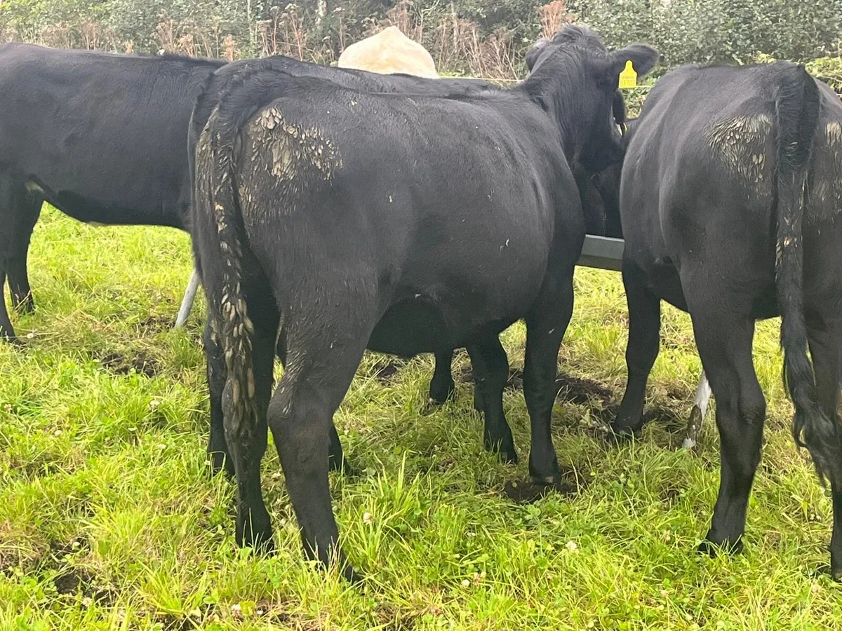 AA Heifers - Image 2