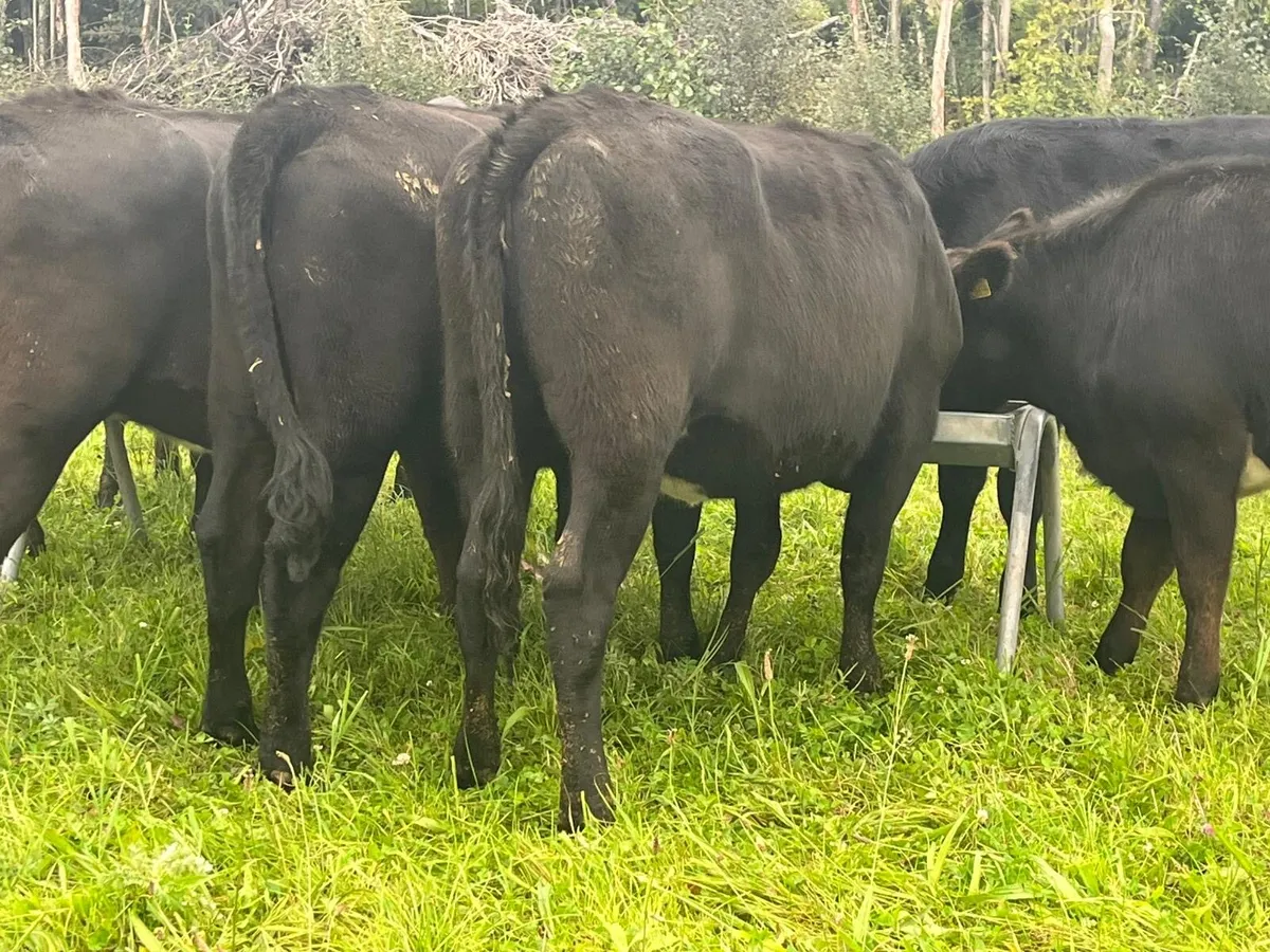 AA Heifers - Image 3