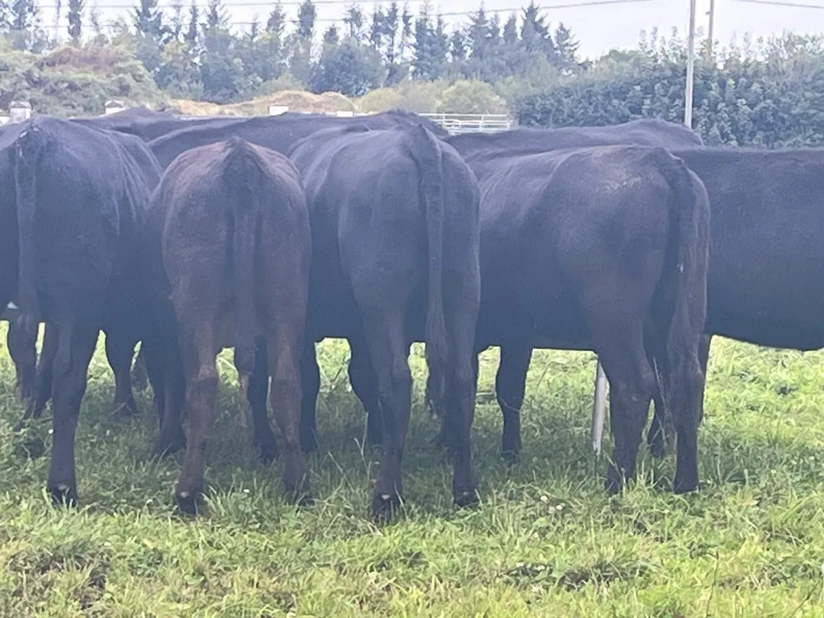AA Heifers - Image 4