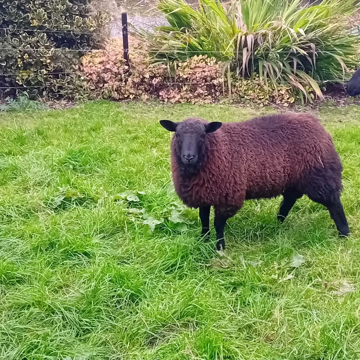 Ram lamb - Image 2